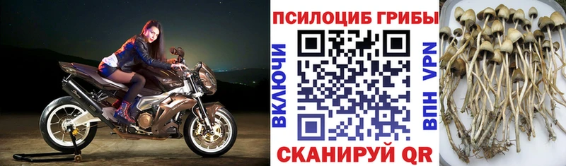 Псилоцибиновые грибы Psilocybine cubensis  что такое   даркнет какой сайт  Кукмор  мега ТОР 